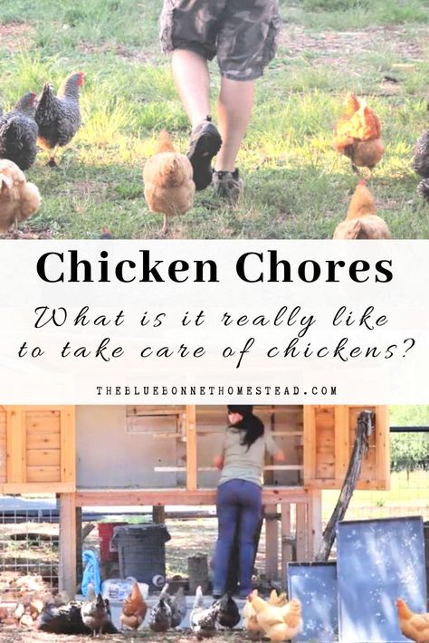 You might be surprised to know that taking care of chickens is actually not hard at all. My hope is by the time you are done reading this article, you will have a little more confidence in acquiring some backyard birds of your own! Daily Chicken Chores, Daily Chicken Routine, Taking Care Of Chickens, City Chicken, Free Range Chicken, Chicken Coop Garden, Chicken Mama, Chicken Care, Egg Laying Chickens