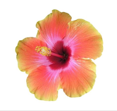 Fairy Stickers, Screen Savers Wallpapers, Artsy Photos, Flower Icons, Summer Scrapbook, Nothing But Flowers, Flower Phone Wallpaper, Hibiscus Flowers, Flower Beauty