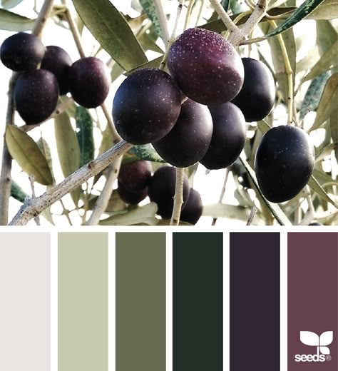 Color Concept, Design Seeds, Color Palette Design, Color Balance, Exterior Paint Colors, Paint Colors For Home, Olive Tree, Olive Color, Kitchen Colors