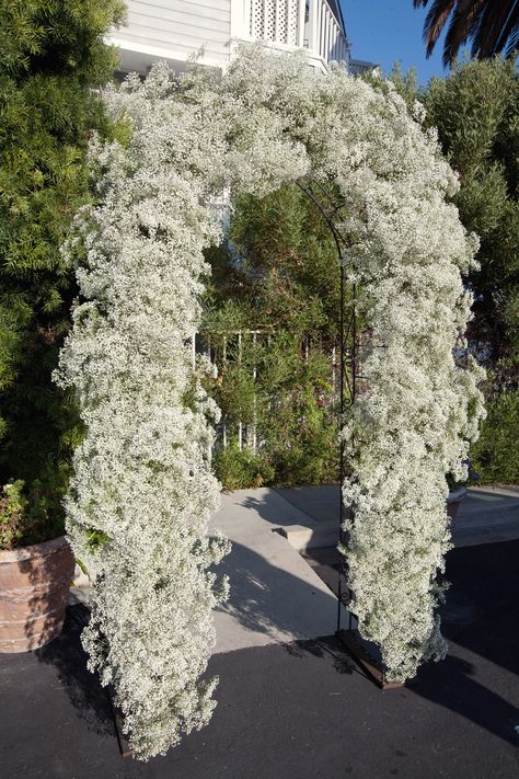 Baby's Breath Arch at Cannon's for Yasmine Babies Breath Wedding, Altar Arrangements, Wedding Entrance Sign, Gypsophila Wedding, Diy Wedding Arch, Flower Arch, Arch Decoration, Arch Decoration Wedding, Babies Breath