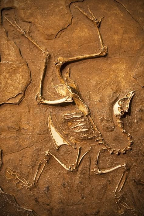 Fossil. Classical fossil view in exibition , #SPONSORED, #Classical, #Fossil, #fossil, #exibition, #view #ad Fossils Aesthetic, Prehistoric Aesthetic, Fossil Photography, Fossil Aesthetic, Paleontologist Aesthetic, Paleontology Aesthetic, October Goals, Art Documentation, Dino Tattoo