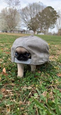 Dogs Silly, Funny Pug Pictures, Fat Puppies, Baby Pugs, Heavy Burden, Cute Animals Puppies, Funny Animal Photos, Very Cute Dogs, Really Cute Dogs