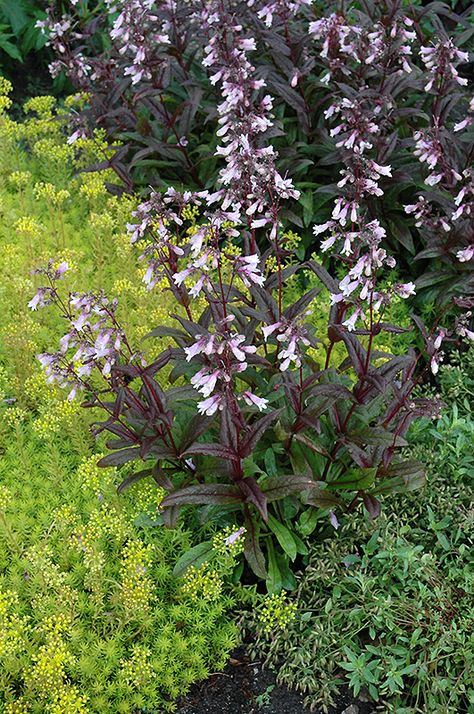 Dark Perennials, Dark Foliage Perennials, Dark Towers Penstemon, Penstemon Dark Towers, Penstemon Midnight, Penstemon Raven, Penstemon Margarita Bop, Penstemon Garnet, Garden Grass