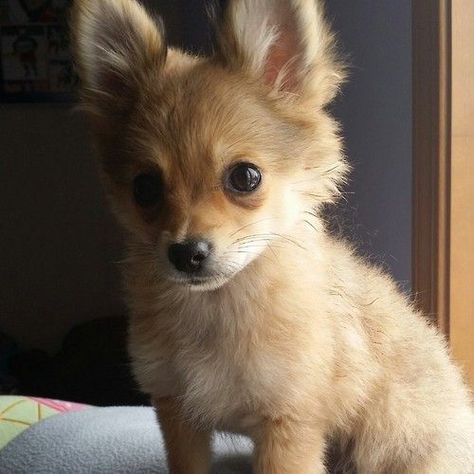 Pomchi Dogs, Chihuahua Mix Puppies, Pomeranian Chihuahua Mix, Pomeranian Chihuahua, Pomeranian Mix, Hybrid Dogs, Dog Mixes, Purebred Dogs, Chihuahua Mix