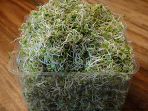 Clover Seed Sprouts – Jar method Posne Torte, Clover Seed, Macedonian Food, Edible Seeds, Sprouting Seeds, Cake Baking Recipes, Sprout Recipes, Nutrient Rich Foods, Planting Herbs