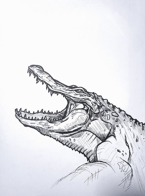 Alligator Sketches Drawings, Saltwater Crocodile Drawing, Alligator Sketch, Alligator Drawing, Alligator Tattoo, Underwater Drawing, Saltwater Crocodile, Man Sketch, Pen Art Drawings