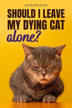 Pet Quotes Cat, Grey Cat Breeds, Senior Cat Care, Cat Medicine, Cat Health Problems, Older Cats, Cat Hacks, Cat Info, Cat Care Tips