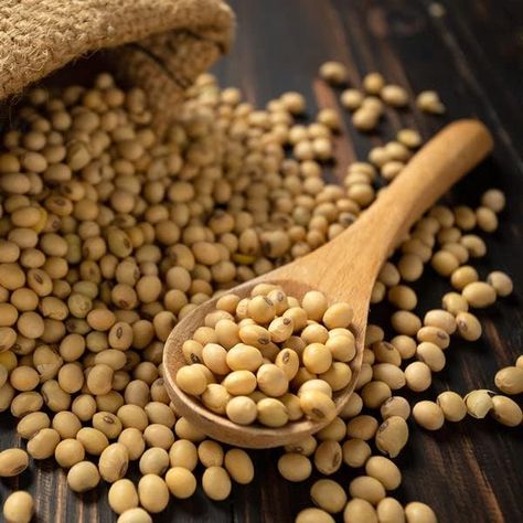 600 seeds - Soybean Seed - Edamame Soy Pod Soya Bean Seed - Soy Legume Bean Sprout - Asian Bean Seed Asian Green Seed for Your Home Vegetable Garden - The Rike Soybeans Plant, Bean Sprout, Soy Beans, Sprouting Seeds, Soya Bean, Bean Seeds, Bulk Food, Mung Bean, Soy Protein