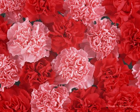 A lovely combination of red and pink carnations Carnation Colors, Red Meaning, Red Roses Wallpaper, Red Carnation, Pink Carnations, Carnation Flower, Mothers Day Flowers, Rose Wallpaper, Raised Beds