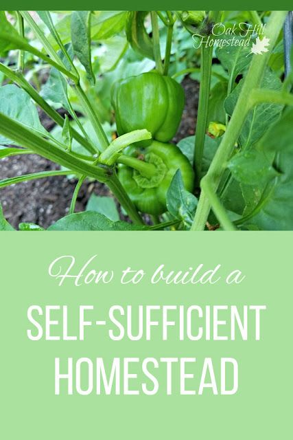 Growing Blackberries, Sustainable Homestead, Self Sufficient Homestead, Homestead Life, Homesteading Diy, Raw Spinach, Homestead Gardens, Survival Quotes, Chicken Garden