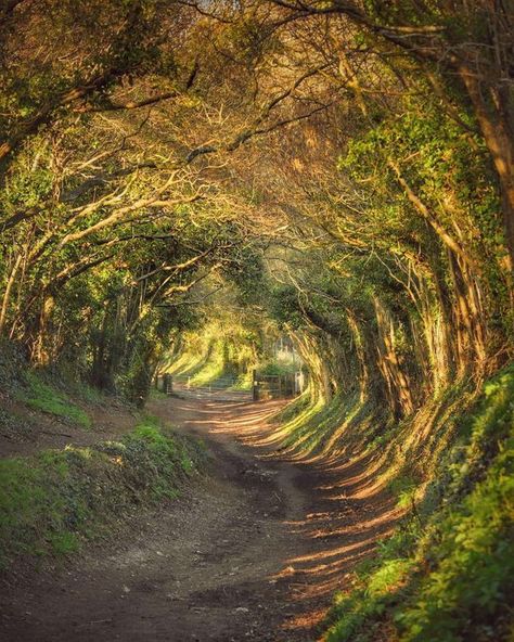 Halnaker Tunnel Of Trees, Halnaker Tree Tunnel, Forest Tunnel, Twisted Forest, Dream Home Farmhouse, Island Architecture, Leaving The Country, Modern Organic Home, Tree Tunnel