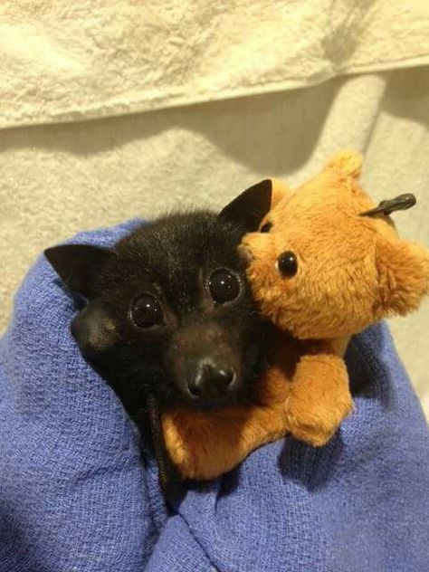 Grinchly loves his teddy bear Black Flying Fox Bat, Bat Eyes, Fruit Bats, Fox Bat, Flying Fox, Baby Bats, Cute Bat, Puppy Eyes, Silly Animals