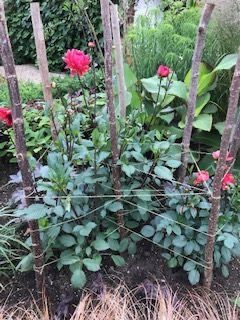 Staking Dahlias Gardens, How To Stake Dahlias, Dahlia Staking Ideas, Supporting Dahlias, Dahlia Support Ideas, Dahlia Support, Staking Dahlias, Dahlia Border, Westbury Gardens