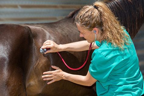 Colic researchers identify and explain how to navigate 4 common scenarios that increase your horse’s colic risk. Horse Vet, Equine Veterinary, Spring Horse, Horse Health, Horse Owner, Veterinary Medicine, Horse Care, Tony Robbins, Veterinarian