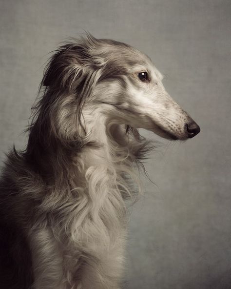 Dog Photography Aesthetic, Borzoi Dog, Animal Reference, 강아지 그림, Dog Photograph, Deal With It, Dog Photography, Pet Lover, Dog Portraits