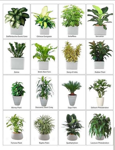 Outdoor Art Diy, Indore Plants, Green Wall Garden, Plants Names, Bathroom Plants Decor, Indoor Plants Low Light, Small Garden Landscape, Tropical Garden Design, Plant Care Houseplant