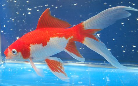 Feeder Goldfish, Fishes Photography, Goldfish Aesthetic, Shubunkin Goldfish, Goldfish Swimming, Cute Goldfish, Comet Goldfish, Fish Carving, Goldfish Pond