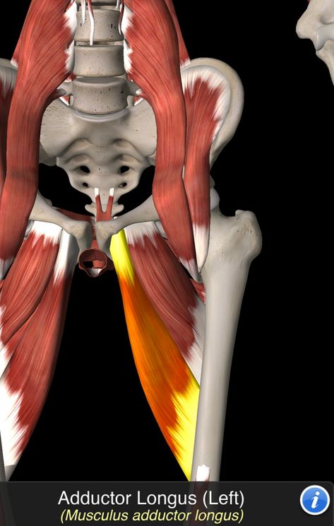 Lower Back Anatomy, Adductor Longus, Skeletal Muscle Anatomy, Human Muscle Anatomy, Anatomy Images, Lower Body Muscles, Sports Therapy, Yoga Anatomy, Muscle Anatomy