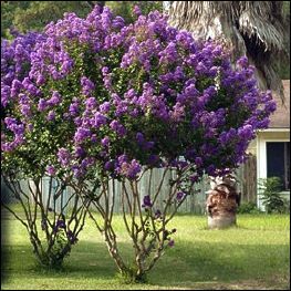 Purple Crape Myrtle Catawba Crape Myrtle, Texas Trees, Crepe Myrtle Trees, Zone 8b, Myrtle Tree, Crepe Myrtle, Crape Myrtle, Inventors, Big Tree