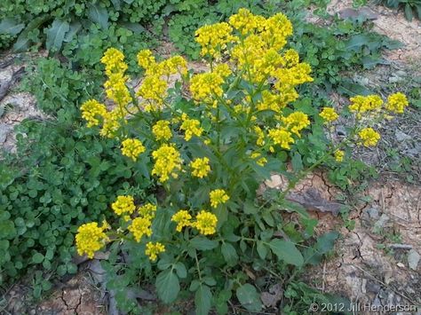 Wild Mustard, Vegetable Supports, Mustard Plant, Wild Foraging, Biennial Plants, Mustard Flowers, Iron Rich, Scientific Name, Edible Oil