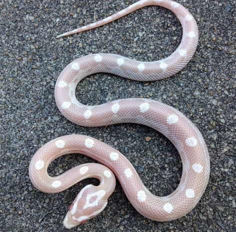 Snow motley corn snake I produced this year. Perfection. Snow Corn Snake, Lavender Corn Snake, Corn Snakes, Baby Snakes, Cool Snakes, Colorful Snakes, Pretty Snakes, Baby Snow, Ball Python Morphs