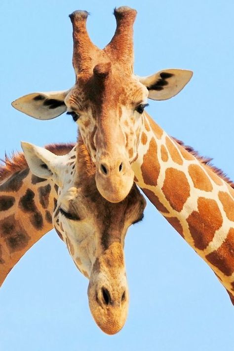 Giraffes Giraffe Photos, Giraffe Pictures, Giraffe Painting, Giraffe Art, Cute Giraffe, Arte Inspo, African Animals, Animal Wallpaper, Animal Photo