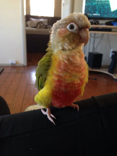 Pineapple Conure Birds, Sun Conure Aesthetic, Pineapple Conure, Conure Cage, Pineapple Green Cheek Conure, Conure Bird, Cinnamon Green Cheek Conure, Green Cheek Conure, Pet Parrot