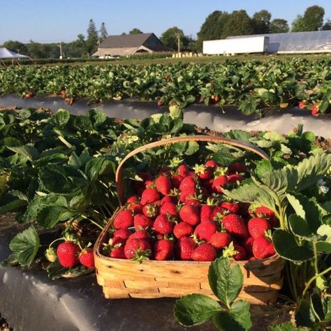 Strawberry Farm, Strawberry Fields Forever, Variety Of Fruits, Strawberry Fields, Flowers Wallpaper, Summer Bucket Lists, Fruits And Veggies, Strawberry Shortcake, Farm Life