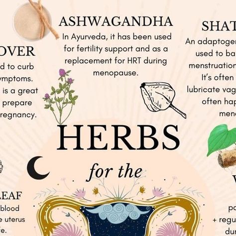 Traditional plants for womb care, menstruation, menopause, pregnancy, fertility, and more. 🌹These plants do SO much more than just assist the Womb and fellow organs that connect to it. Many of ... Womb Care, Womb Healing, Healing Remedies, Menstrual Health, Natural Healing Remedies, Natural Health Remedies, Belly Workout, Flat Belly Workout, Flat Belly