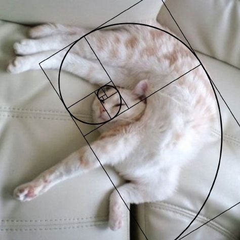 Fibonacci Art, Golden Ratio In Design, Fibonacci Golden Ratio, Sacred Geometric Pattern, People Faces, Golden Spiral, Cat Language, Fibonacci Sequence, The Golden Ratio