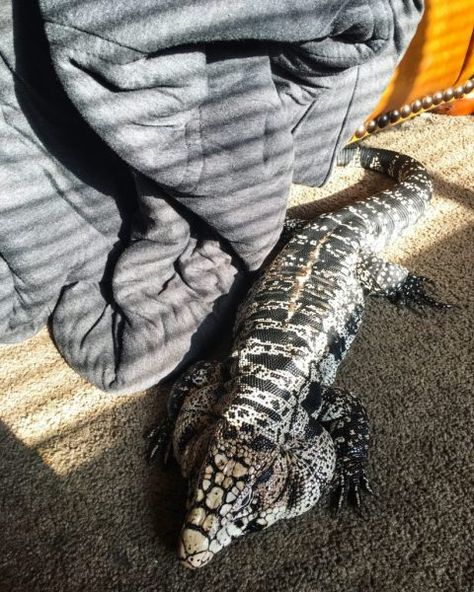 Tegu Lizard Enclosure, Tegu Enclosure, Tegu Lizard, Big Lizard, Pet Lizards, Cute Lizard, Hamster Cages, Reptile Habitat, Cute Reptiles