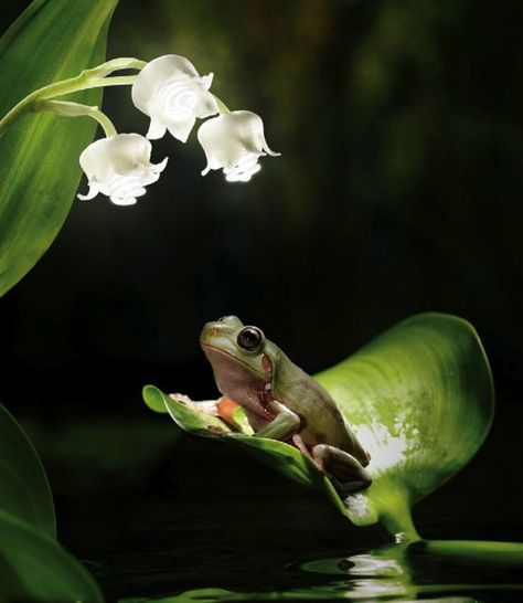 Frogs And Flowers, Frog On Flower, Types Of Forests, Frog Sitting, Pond Landscaping, Tree Frogs, Baby Deer, Frog And Toad, Art Prompts