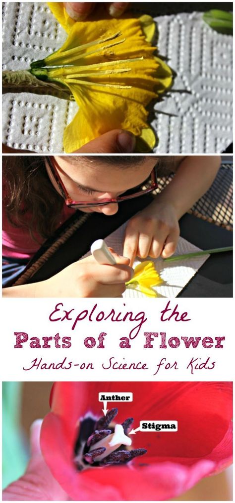 Dissect a flower to learn about all its parts and how pollination works -- awesome hands-on science! Flower Art Projects For Kids, Flower Art Projects, Flower Dissection, Pollination Activity, Spring Science Activities, Science Project For Kids, Flower Science, Plant Biology, Nature Activity