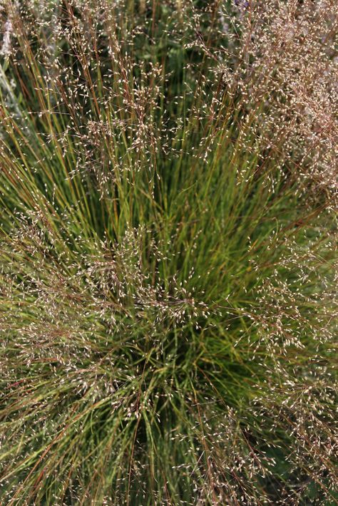 Sporobolus heterolepis|prairie dropseed/RHS Gardening Sporobolus Heterolepis, Hampton Court Palace Gardens, Perennial Grasses, Orchid Show, Gravel Garden, Grasses Garden, Garden Types, Plant Health, Chelsea Flower