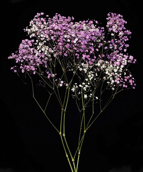 #purple #flowers #florsani #freshcut #gypsophila Boho Wedding Photography, Kingdom Plantae, Flower Icons, Dark Flowers, Collage Background, Flower Names, Graphic Design Lessons, Beautiful Flower Arrangements, Cute Wallpaper For Phone