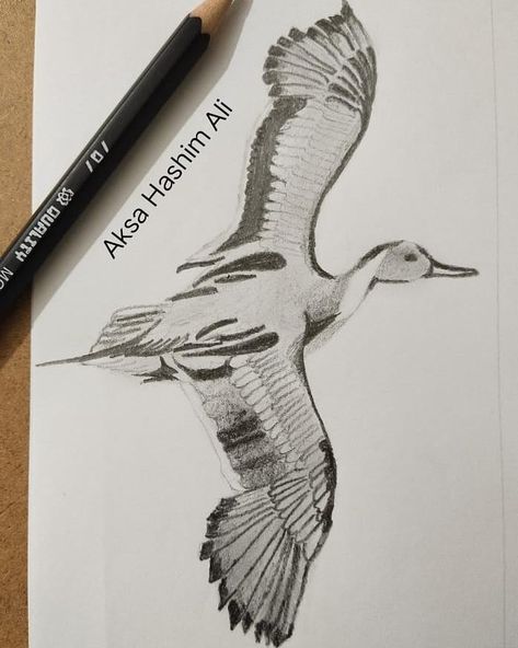 My Northern Pintail duck flying art ❤️❤️❤️ #art #art #craft #colors #artist #artwork #crafts #arts #crafting #artoftheday #artlife #artists #artstudio #artist #artgallery #pintail #duck #pintailduck Ducks Flying Drawing, Flying Duck Drawing, Northern Pintail, Pintail Duck, Duck Flying, Flying Art, Fly Drawing, Duck Drawing, Duck Art