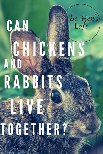 Can rabbits and chickens live together? As a homesteader or simply someone raising multiple animals, you may wonder if rabbits and chickens can live in the same area. This article from TheHensLoft.com will explain what you need to do as well as offer tips for putting these two farm animals together. #rabbits #chickens #homesteading #thehensloft Rabbit Chicken Coop, Farm Rabbits, Raising Rabbits And Chickens Together, Backyard Rabbits, Rabbits And Chickens Together, Rabbits With Chickens, Raising Rabbits For Pets, Rabbit Run Ideas, Rabbit And Chicken Coop Together