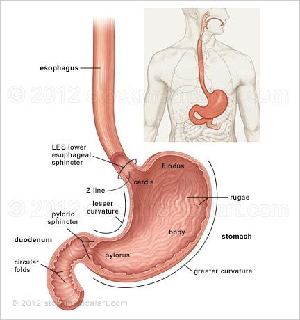 stomach anatomy medical illustration Stomach Anatomy Drawing, Med Journal, Stomach Diagram, Stomach Picture, Stomach Anatomy, Anatomy Pictures, Digestive System Anatomy, Anatomy Organs, Anatomy Medical