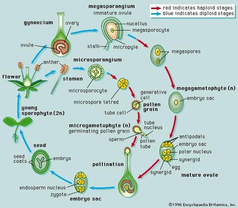 angiosperm: haploid and diploid stages Photosynthesis Activities, Horticulture Education, Teaching Plants, Plant Biology, Biology Plants, Science Homework, Plant Physiology, Science Board, Plant Notes