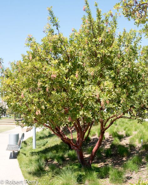 Arbutus 'Marina':  The Marina strawberry tree easily grows into a handsome evergreen tree, capable of reaching 24-40 ft. tall and 20-25 ft. wide. It has rich dark green 3-4 in. long leaves, with lightly toothed margins. Pendulous clusters of attractive pink to rose colored flowers occur in spring and summer; showy reddish orange strawberry-like fruit mature in … Continue reading "Marina strawberry tree" Arbutus Marina, Arbutus Tree, Tree Branch Tattoo, Mediterranean Gardens, Strawberry Tree, Hummingbird Plants, Branch Tattoo, Waterwise Garden, Garden Planner