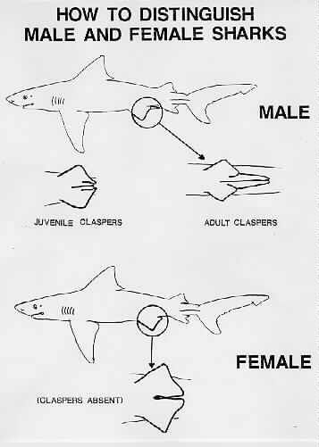 How to distinguish between male and female sharks Shark Identification Charts, Oceanography Marine Biology, Save The Sharks, Shark Stuff, Shark Facts, Shark Photos, Shark Pictures, Marine Science, Shark Art