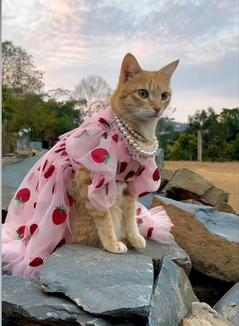 Cats In Outfits, Cat With Clothes, Iconic Met Gala Looks, Cat In A Dress, Kittens In Costumes, Kitten Outfits, Cat In Dress, Cats In Clothes, Animals Outfit