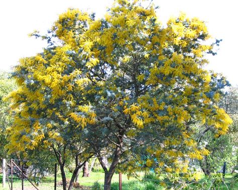 Acacia Baileyana Mimosa Tree. Wattle Tree, Acacia Baileyana, Golden Wattle, Perennial Vegetables, Street Trees, Fast Growing Trees, Shade Trees, Urban Setting, Perfect Plants