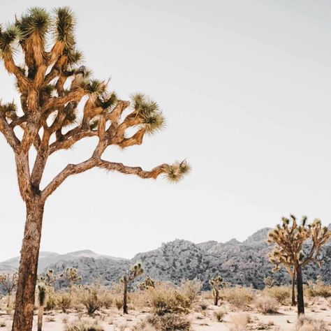 29 Palms California, Mojave National Preserve, 29 Palms, Desert Design, The Oasis, Palm Springs California, Desert Oasis, High Desert, Joshua Tree National Park