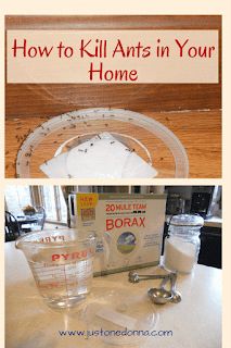 Fire Ant Killer Homemade, Ant Bait Borax Sugar, Ant Killer Borax, Borax To Kill Ants, Borax For Ants, Kitchen Ants, Ant Killer Recipe, Fruit Fly Trap Diy, Ant Bait