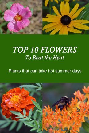 Garden Watering Schedule, Heat Tolerant Plants, Curb Appeal Landscape, Garden Watering System, Summer Gardening, Garden Problems, Low Water Gardening, Porch Plants, 10 Flowers