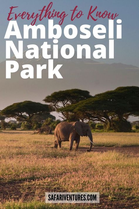 Located in the southern reaches of Kenya, the Amboseli National Park is renowned for its excellent variety of wildlife such as Maasai giraffe, elephant, lion, and cheetah and not surprisingly it is one of Kenya’s most popular parks. Discover Why You Need to Visit Amboseli National Park! #AmboseliNationalPark #VisitKenya #Amboseli #BigFive #TravelToAfrica #SafariTrip #SafariTour #MountKilimanjaro #LuxuryTravel #DiscoverAfrica #DiscoverKenya Africa Wildlife Photography, Amboseli Kenya, Kenya Trip, Trip Necessities, Amboseli National Park, Safari Trip, Herd Of Elephants, Organizational Tips, Kenya Travel