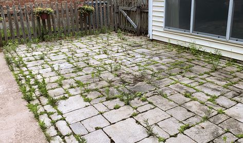 Watch a family bring new life to their paver patios in this DIY video blog. Plus, get step-by-step instructions on rejointing pavers. Paver Sand, Belgard Pavers, Paver Patios, Child Activities, Push Broom, Cry It Out, Paved Patio, Brick Pavers, Video Blog