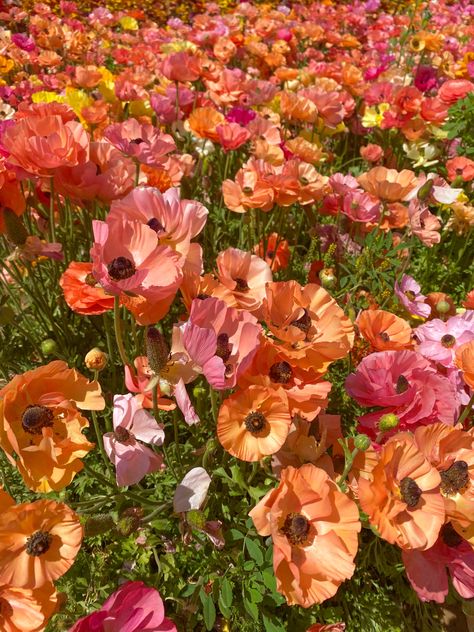 Orange Blue And Pink Aesthetic, Orange And Pink Flowers, Pink Orange Flowers, Pink And Yellow Flowers, Pink And Orange Flowers, Orange Field Aesthetic, Pink Flower Field Aesthetic, Orange Flower Field, Wild Flowers Orange