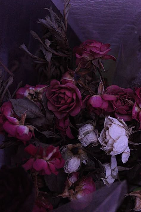 Blackberry Color, Maroon Aesthetic, Alexis Ness, Burgundy Aesthetic, Purple Goth, Magenta Flowers, Dark Magenta, Spotify Artist, Dark Autumn